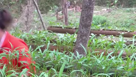 Harvesting tomatoes and vegetables