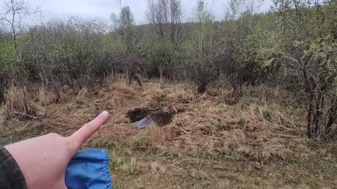 May 15, 2025 - Beaver trapping and fastest catch ever!