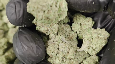 THC-A Flower Cotton Candy