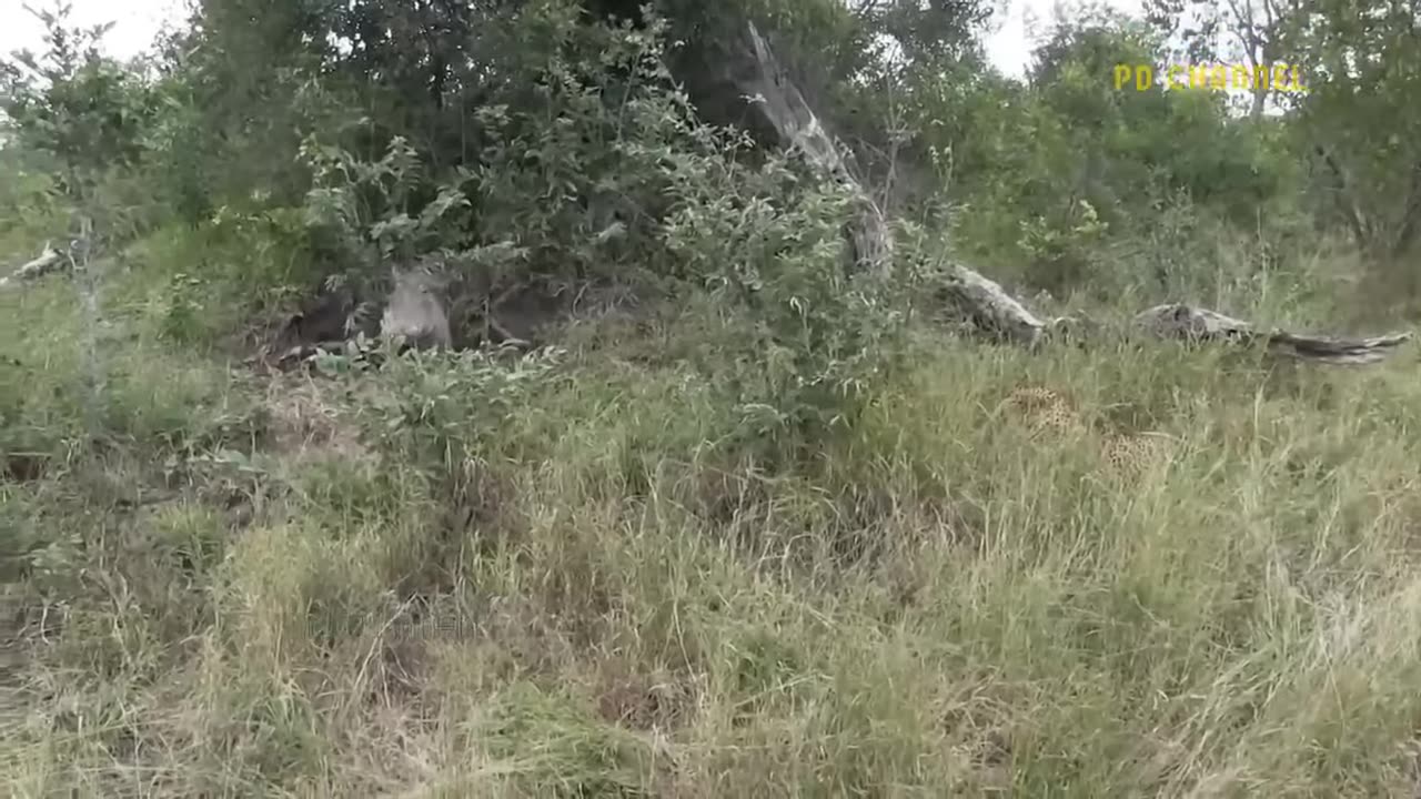 Painfull punishment ! Warthog dominate