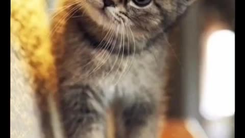 Whisker Wonders | Adorable Cats in Action 😺💕