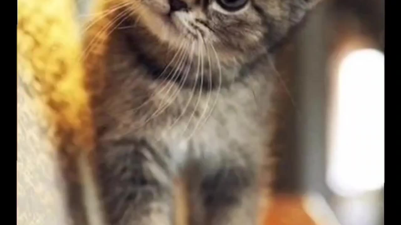 Whisker Wonders | Adorable Cats in Action πΊπ