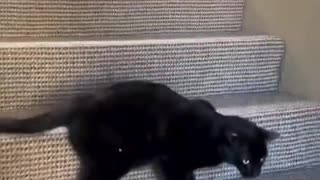 Funny Pet Compilation