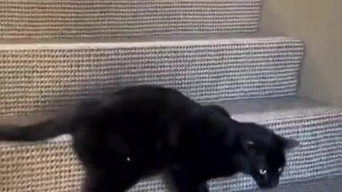 Funny Pet Compilation
