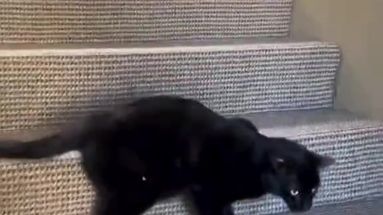 Funny Pet Compilation