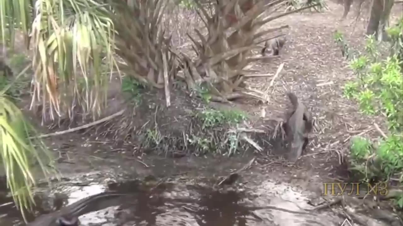 «Алькатрас с аллигаторами»