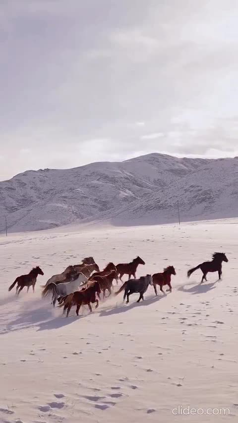 meus canal de animais.mp4