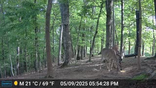 The Woods – 05/10/2025