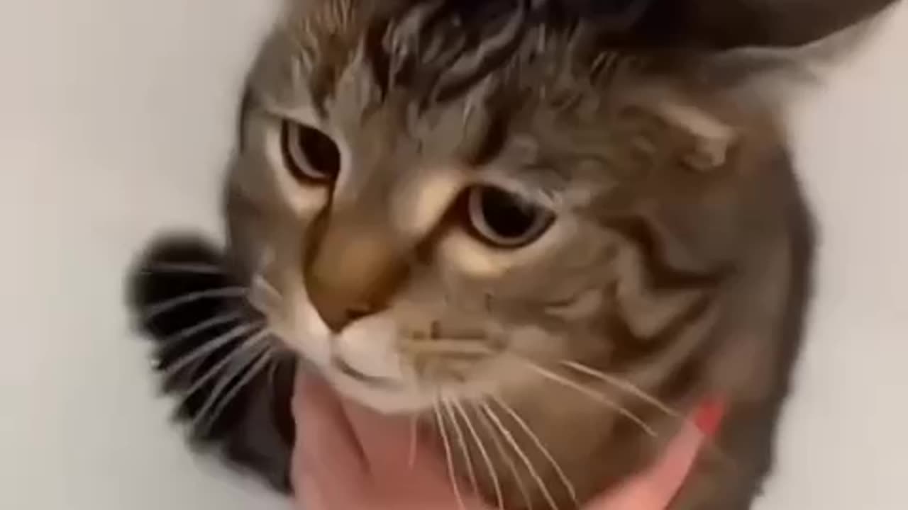 funny cat