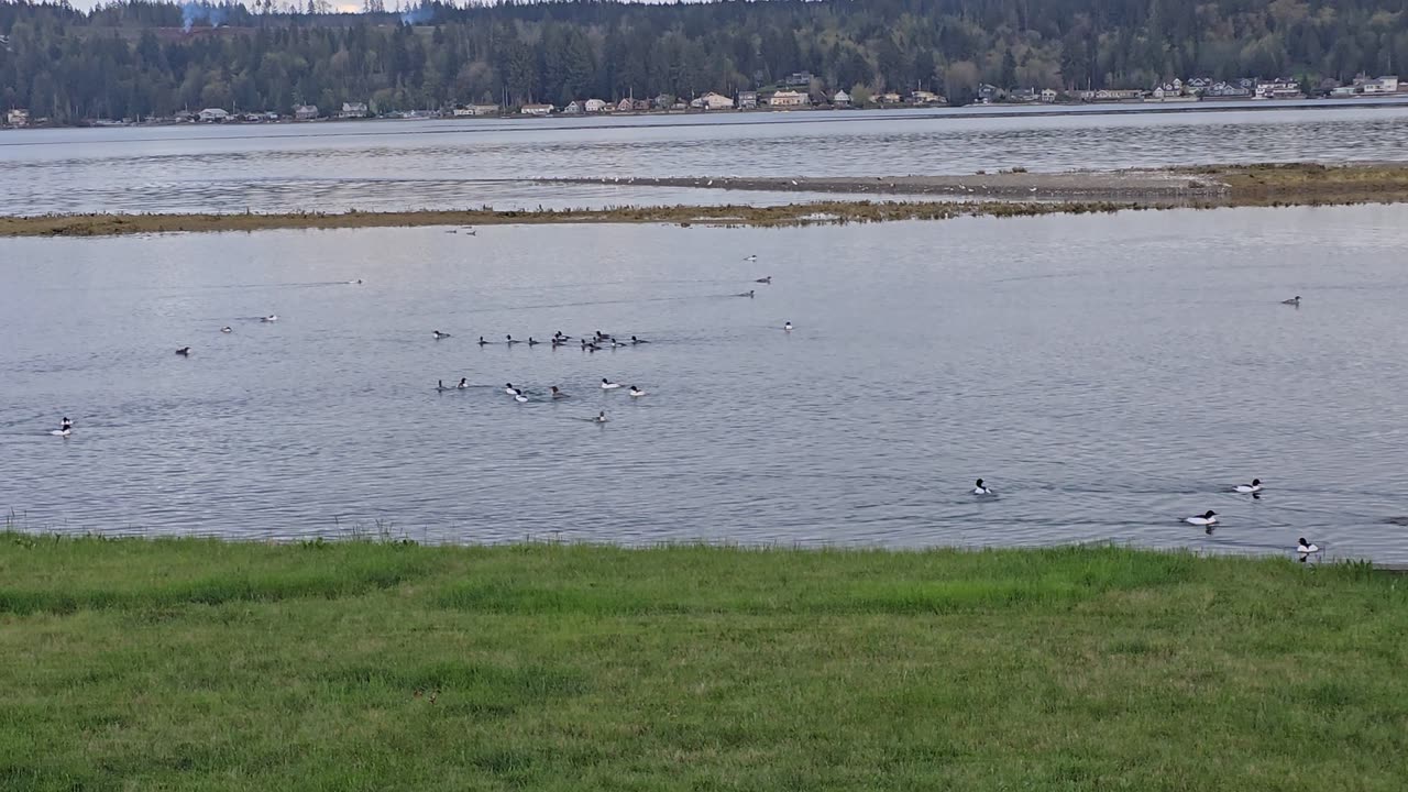 Team of Ducks on the water