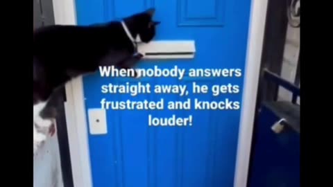 Funny Cat Knocking | Cat Comedy Shorts | Cats Are Humans 2025