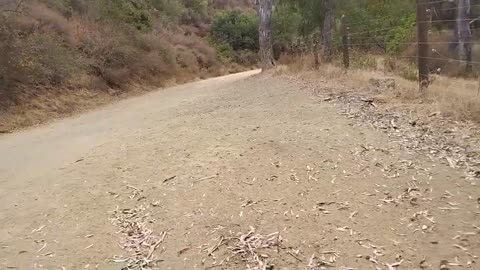 Shia, video recorded 3:30 PM August 28, '25 Part 3-3 by Alyssa Black Star Canyon Trail