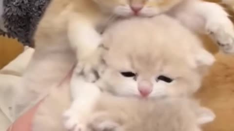You Will Smile After Watching This! 😊 | Cutest Kittens Compilation #shorts