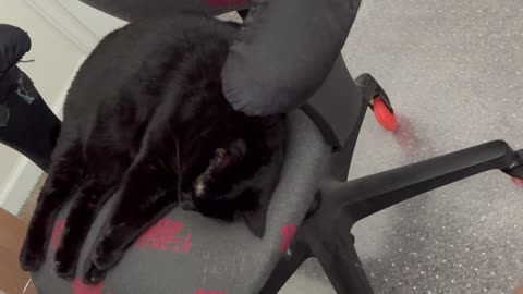 Cute Precious Piper Should Start an Exercise Channel - My Adopted Shelter Cat Vlog