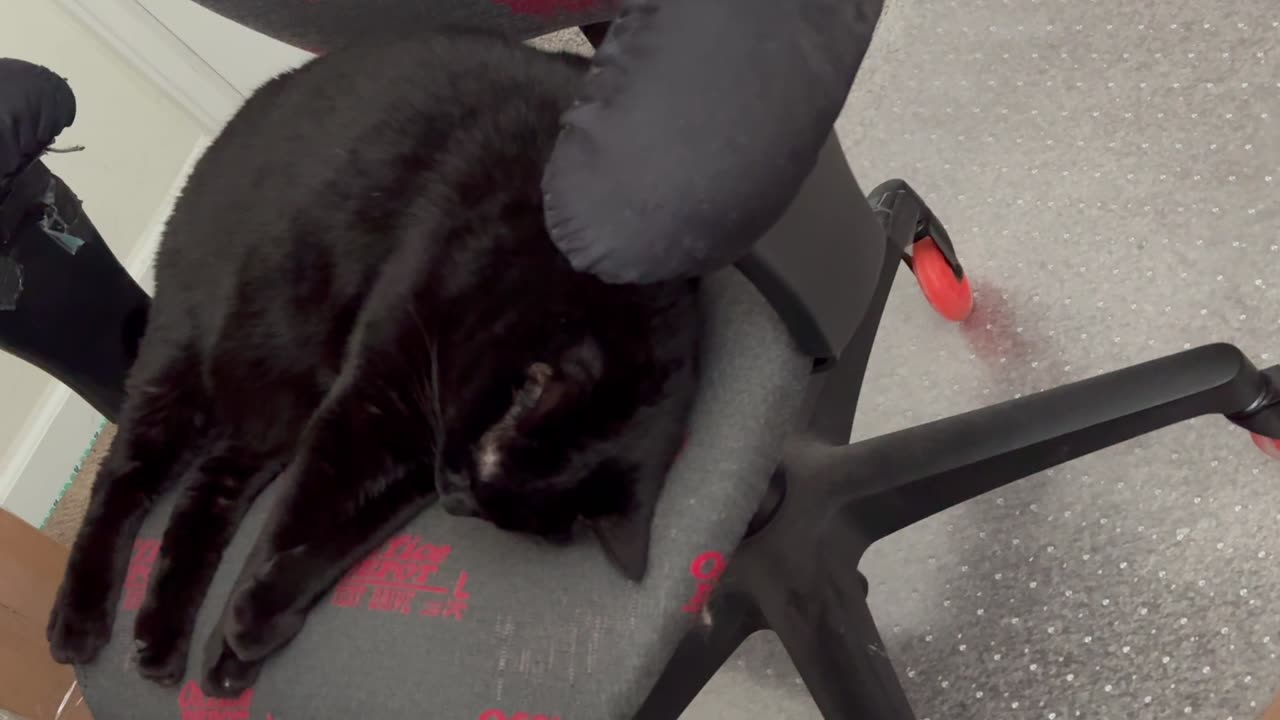 Cute Precious Piper Should Start an Exercise Channel - My Adopted Shelter Cat Vlog