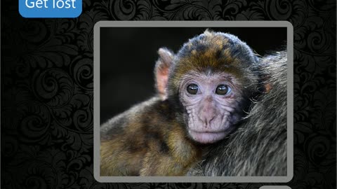 Simian selfies