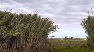 Pepe Mujica - El Pepe, una vida suprema - Lessons from the Flowerbed (full documentary)