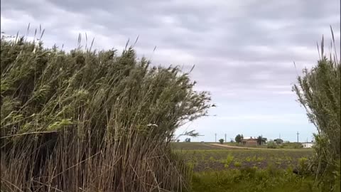 Pepe Mujica - El Pepe, una vida suprema - Lessons from the Flowerbed (full documentary)