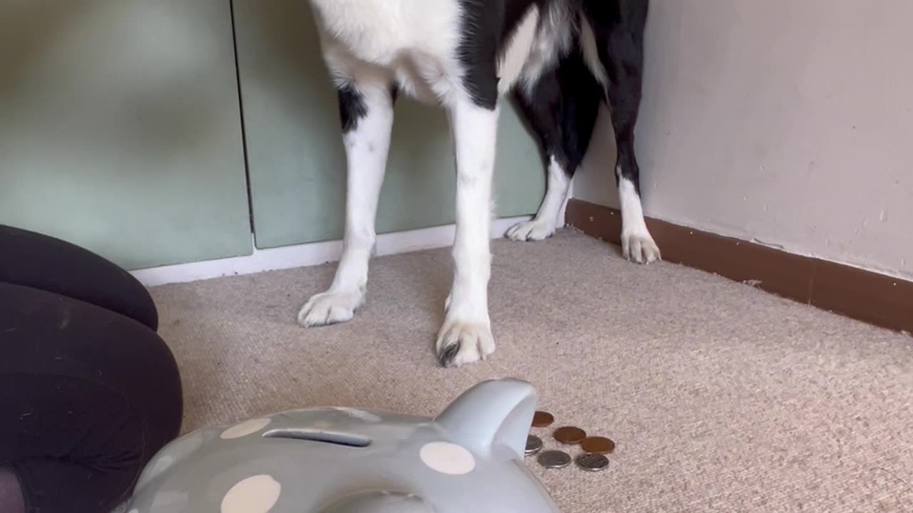 Can a Fully Blindfolded Dog Put Coins Into a Piggy Bank?