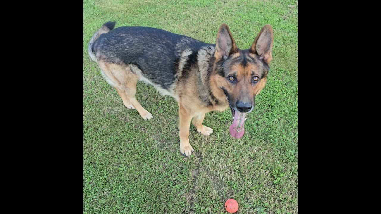 Virgil the sable german shepherd.