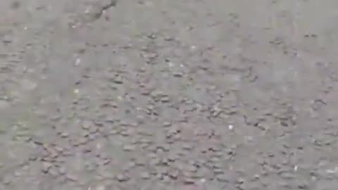 This migrant just stabbed someone while trying to rob them. The Police Officer calls him