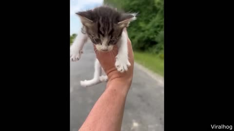 Best Cat Video OF ALL TIME!!!