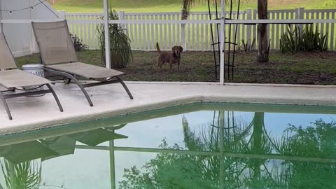 Excited Pup Zooms Into Screen Door