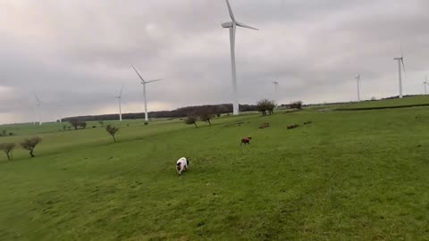 30/12/25 trail run with molly and willow