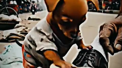 Dog Emotional Video