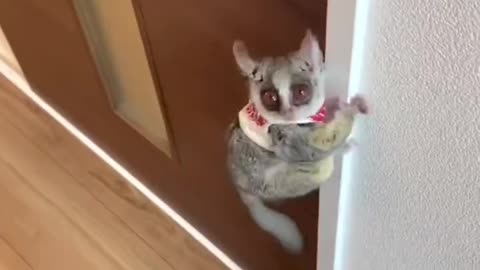 Animals Funny video 😄🤣