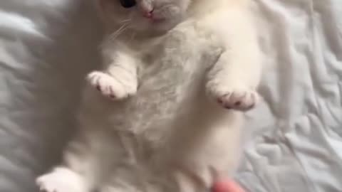 This kitten is so cute