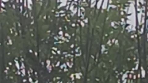 Parrot in the tree