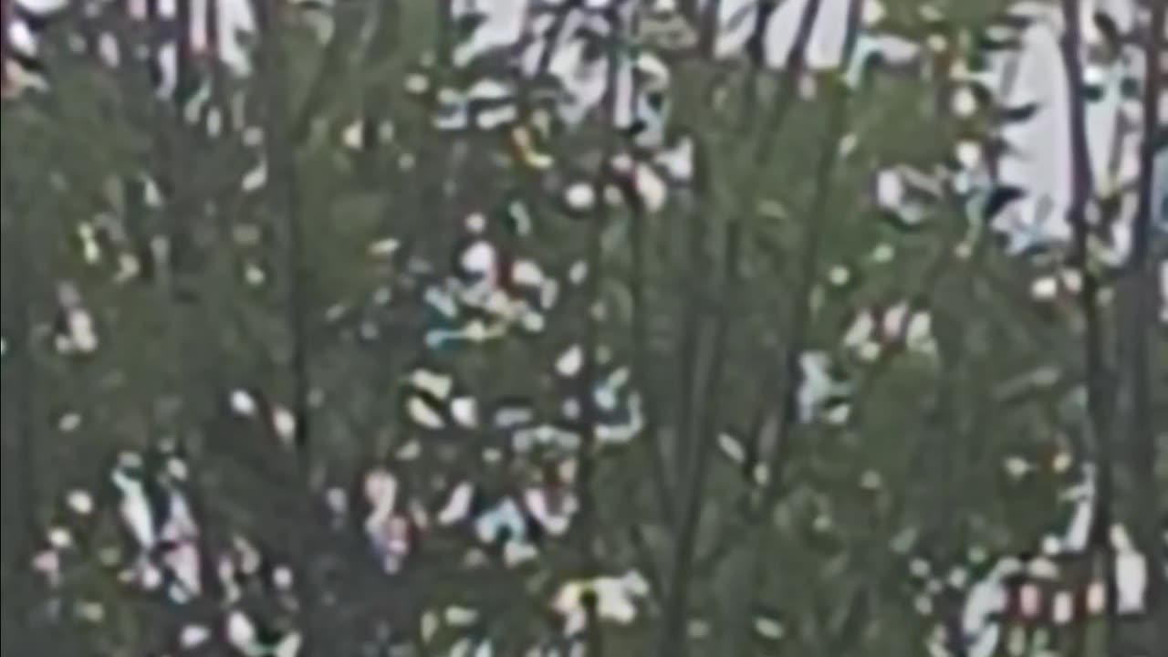 Parrot in the tree