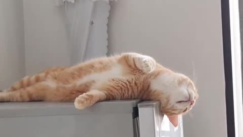If you are watching this video, know that God has made you the guardian angel of a hungry cat💝