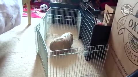 Amazing: Funny Pet Escape Compilation - Try Not To Laugh