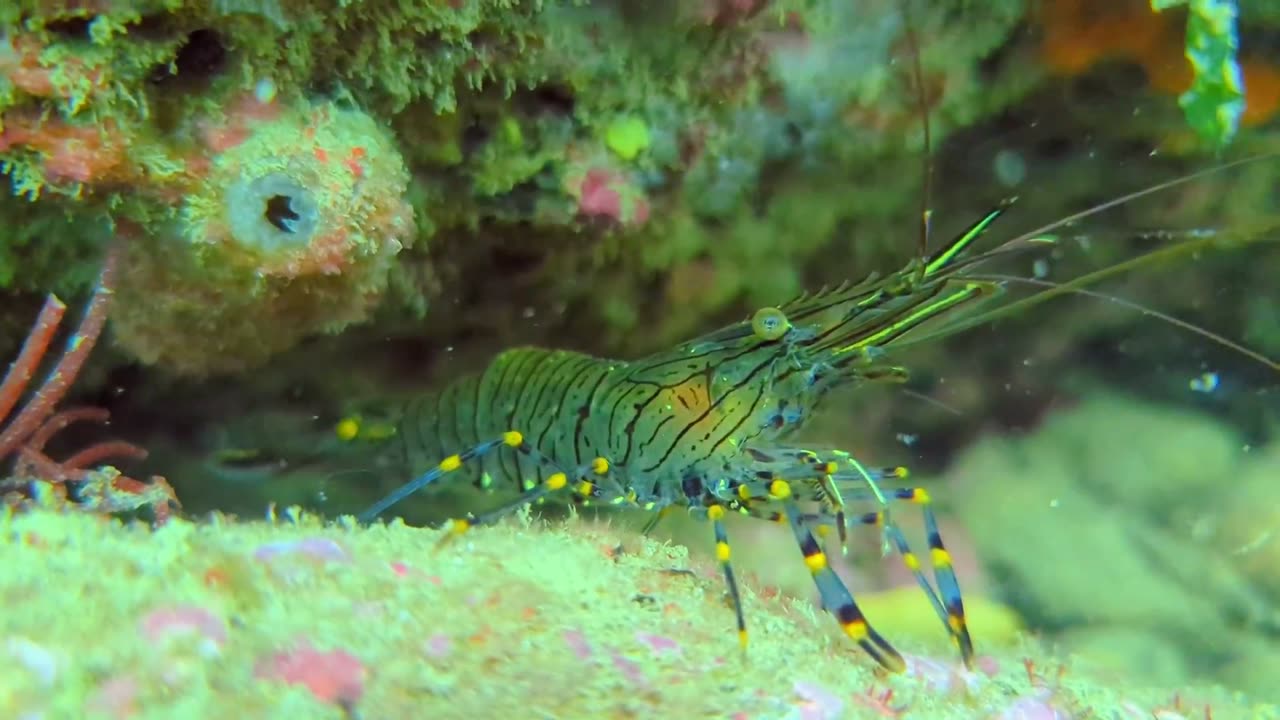 Translucent Colorful Shrimp