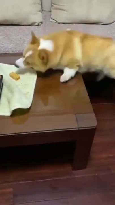 funny dog short video #funny #short #dog #viral #tiktok #fun #animals #pat #fun