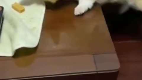 funny dog short video #funny #short #dog #viral #tiktok #fun #animals #pat #fun