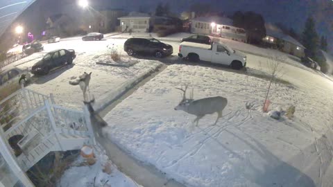 Buck Follows Does Through Snowy Yard