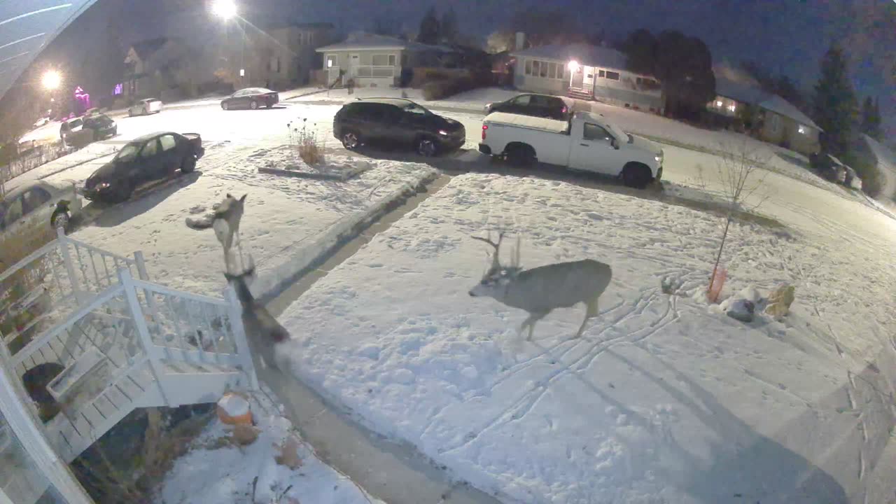 Buck Follows Does Through Snowy Yard