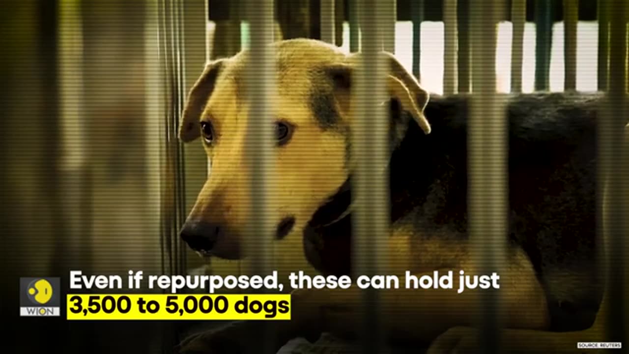 Delhi_Dog_Crisis__1_Lakh_Stray_Dogs,_8_Weeks,_0_Shelters,_Will_Supreme_Court_s_Order_Work__Originals