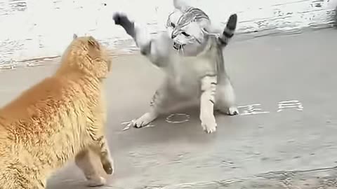 Funny animals video 🤣🤣