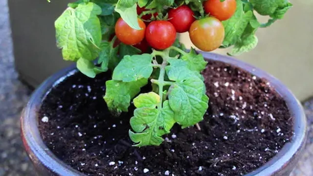 🚨Stop Wasting Boiled Egg Water! 🥚🌱 #EcoFriendly #GardeningHacks #youtubeshorts #facts #shorts #tips