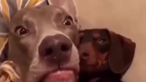 don't know what happened doggy