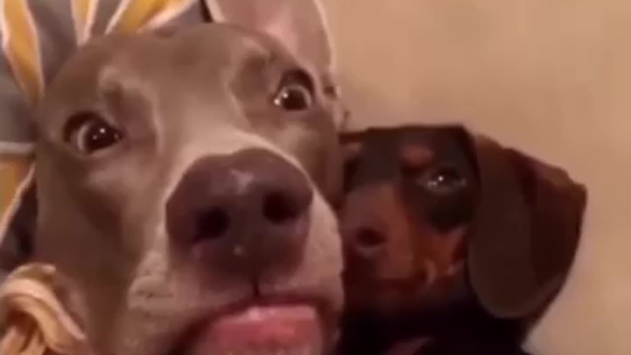 don't know what happened doggy