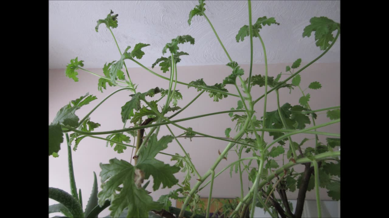 Massages Of Geranium Geranium June 2023