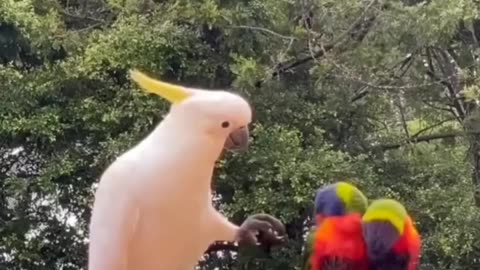 Funny bird conversation video (720p)hd