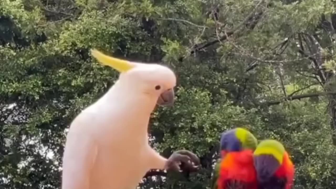 Funny bird conversation video (720p)hd