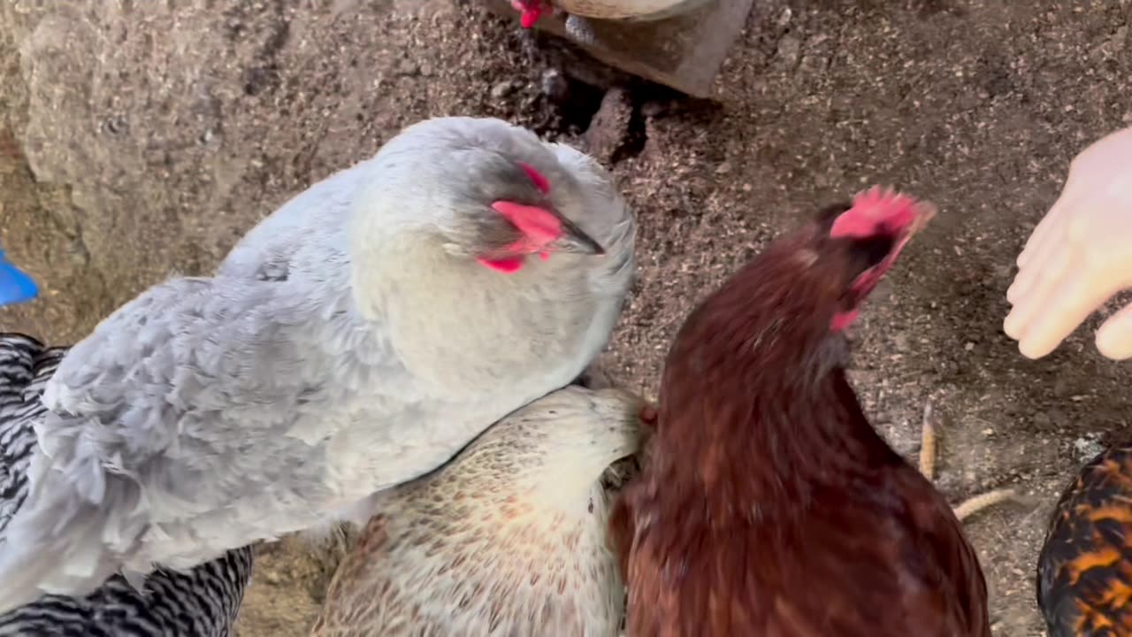 Chicken Monday Madness with SPH and AI being weird. #chickens