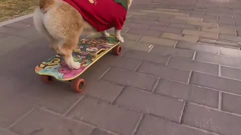 Funny dog